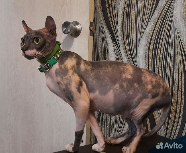 Девочка эльфийка