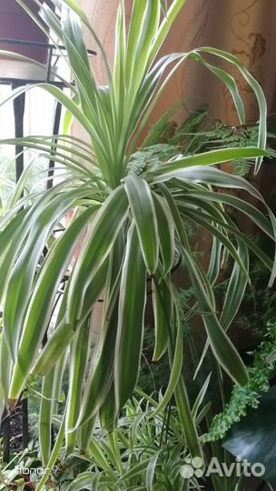 Хлорофитум кудрявый