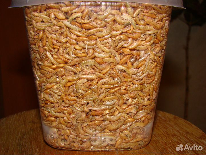 Сухие корма и маты для улиток