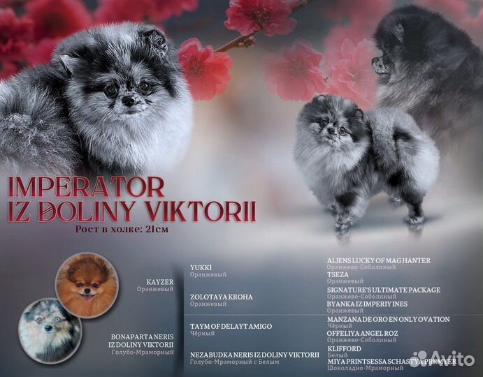 Вязка померанский шпиц мини