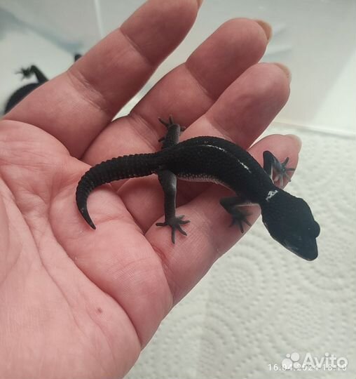 Пятнистый эублефар геккон MS Black Night Блек Найт