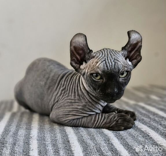 Эльф мальчик