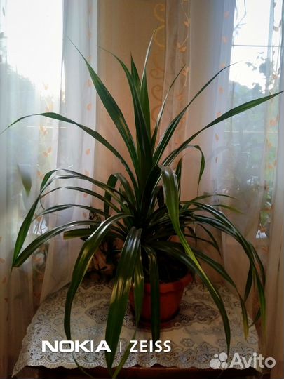 Комнатные цветы