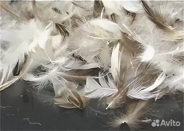 Soft feather. Пушистое перо. Утиное перо. Белое перо на черном фоне. Перья пух от одного.