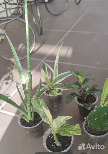 Комнатные растения