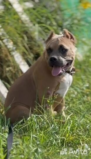 Щенки амбулли