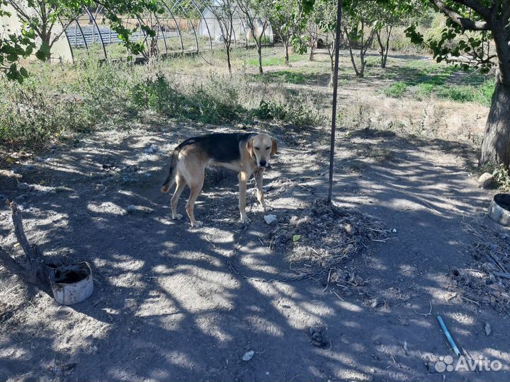 Русская гончая щенок