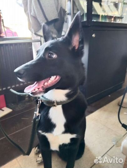 Молодая девчушка - веселушка