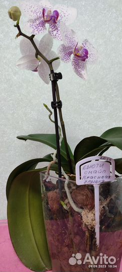 Орхидея фаленопсис маурицио или красивая улыбка