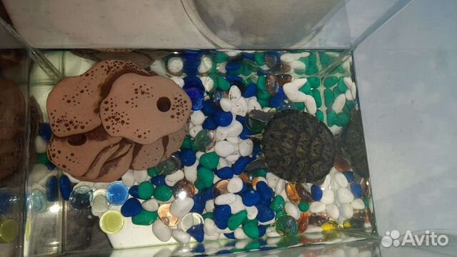 Красноухая черепаха бесплатно с аквариумом