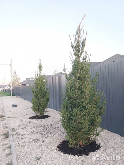 Саженцы сосны обыкновенной 2,9 м
