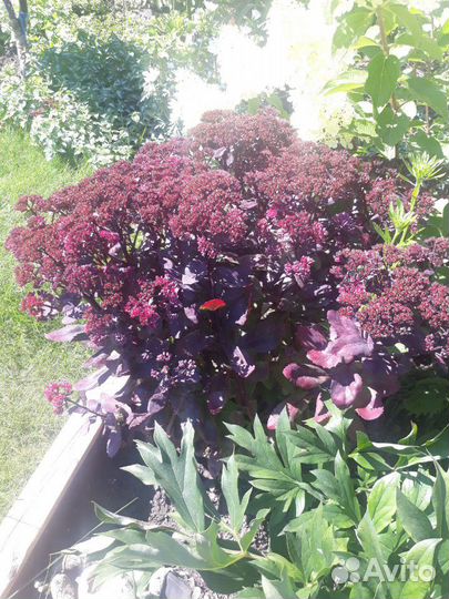 Очитки (Седум) 4 вида, почвопокровный седум