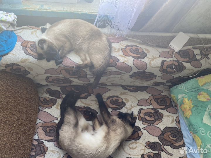 Тайские котята