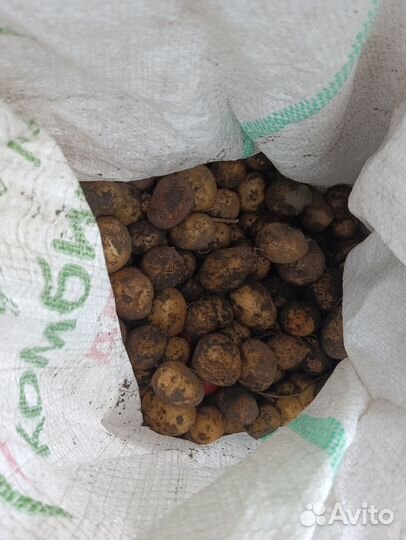 Продам картофель на корм скоту