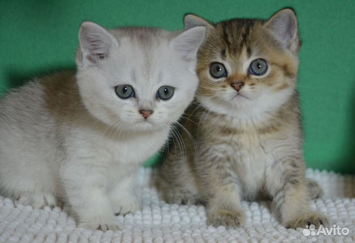 Британцы. Серебро