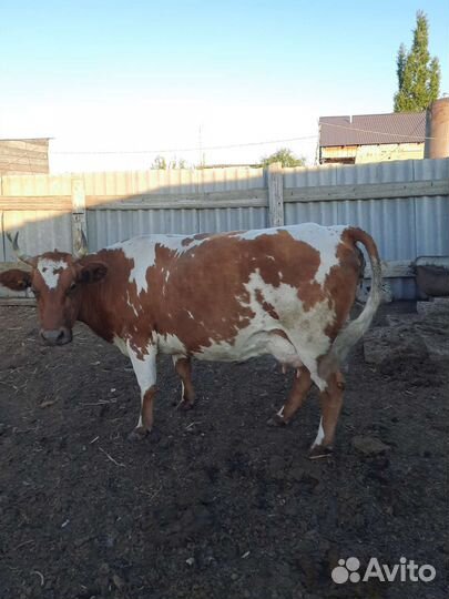 Продам коров