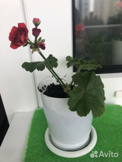 Пеларгония герань