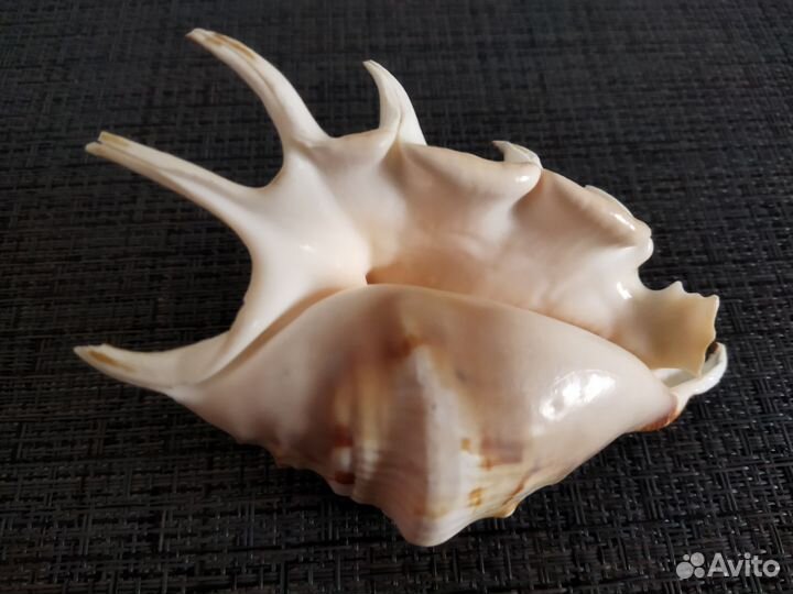 Раковина морская набор 2 шт