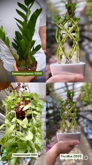 Фикус антуриум Замиокулькас спатифиллюм