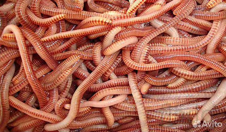 Черви для рыбалки