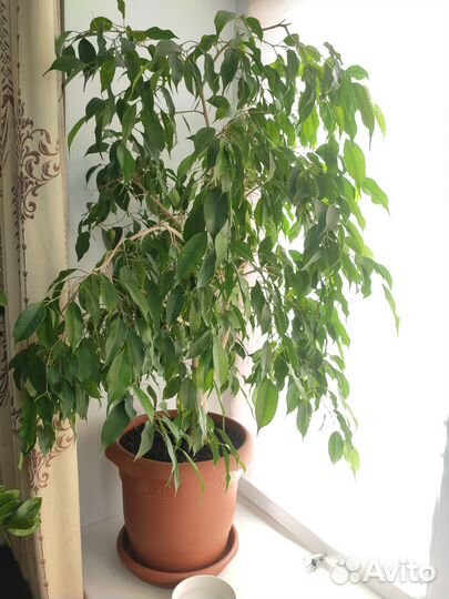 Фикус 120см