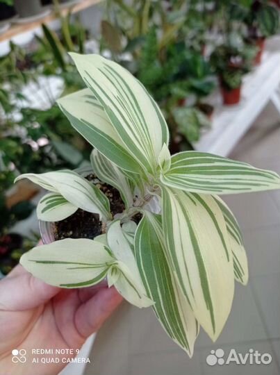 Традесканция