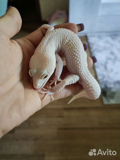 Геккон эублефар