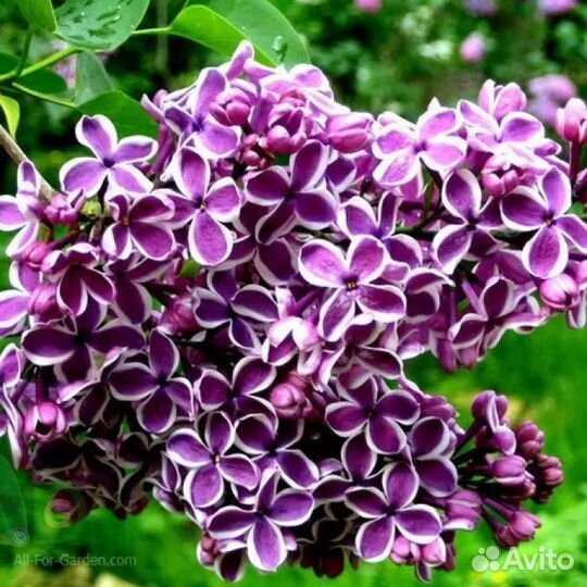 Сирень сортовая