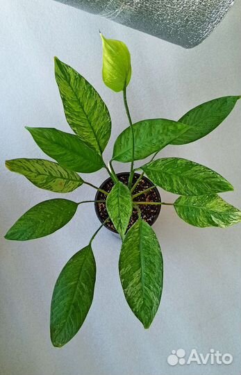 Цветы комнатные