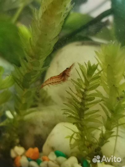 Креветки вишня