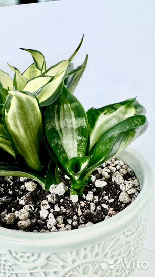 Сансевиерия Ханни Страйкер