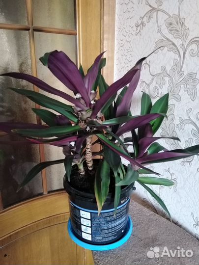 Сциндапсус на Парковом