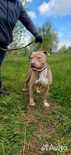 Редкого окраса питбуль в добрые руки