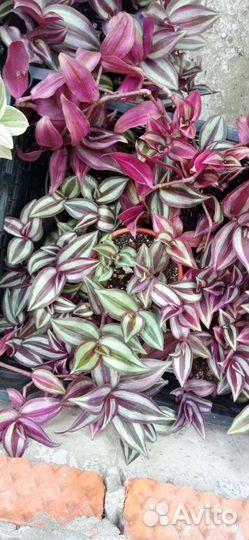 Традесканция опт и розница