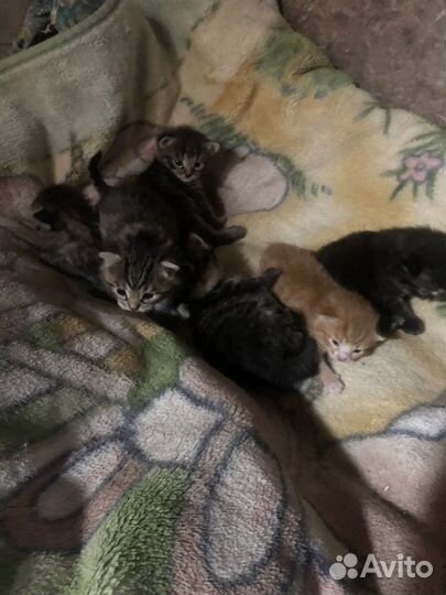 Бенгальская кошка мрамор