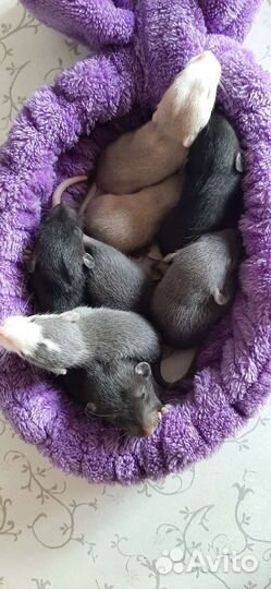 Крысята дамбо