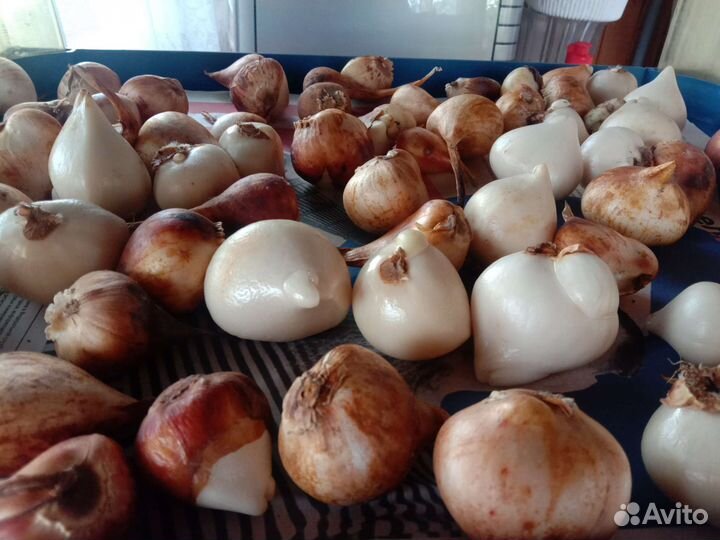 Луковицы тюльпанов