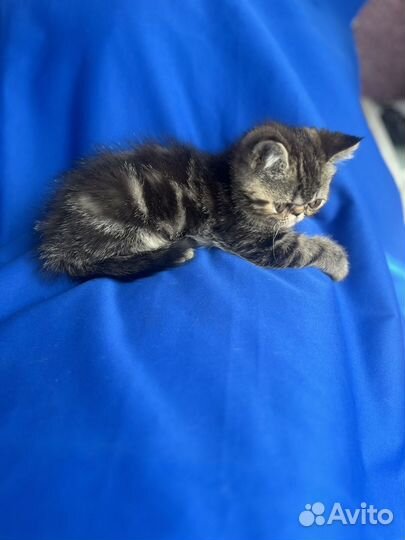 Экзотические кошечки