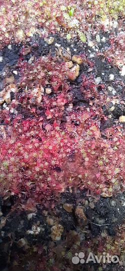 Росянка. Плотоядные растения