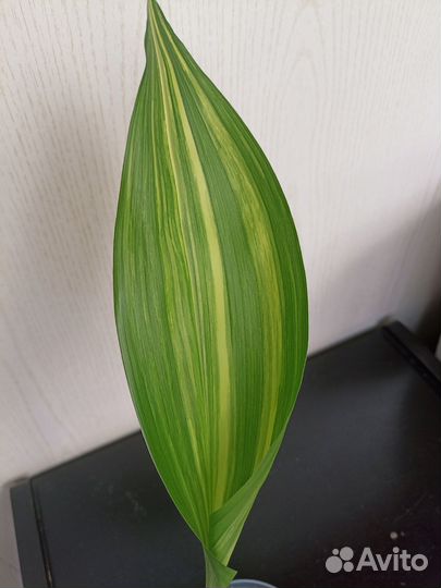 Аспидистра вариегатная