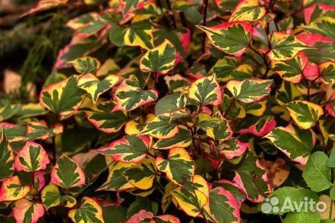 Хауттюйния