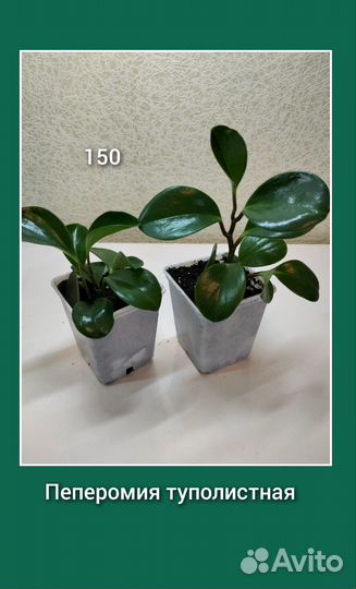 Комнатные цветы