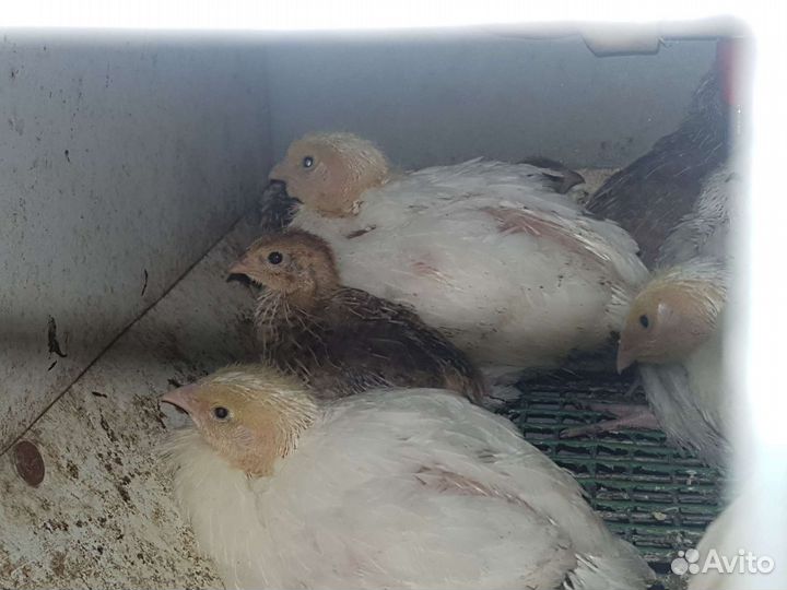 Японский перепел + инкубационные яйца