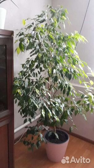 Фикус бенджамина большой