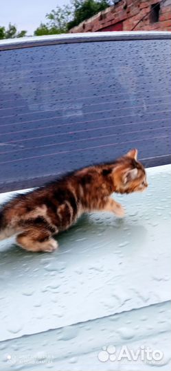 Котята в добрые руки девочки