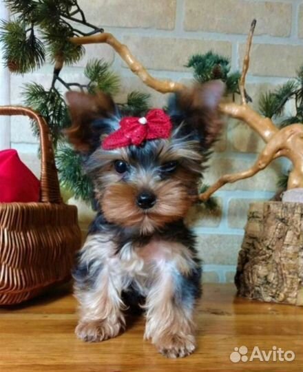 Красивые щеночки йорка