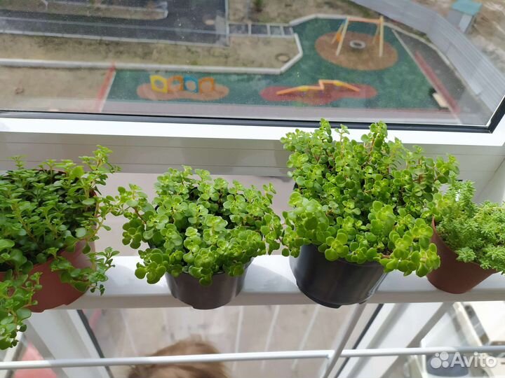 Пилея коллизия ампельное растение