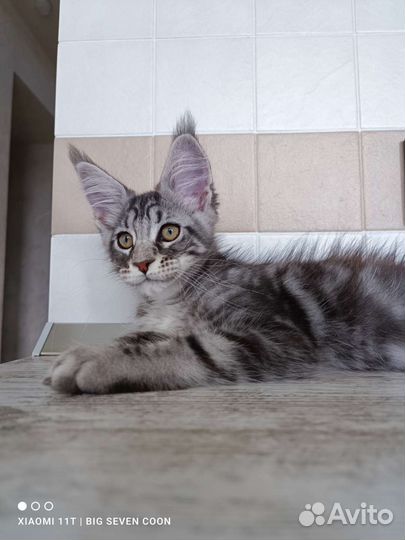 Мейн-Кун котёнок