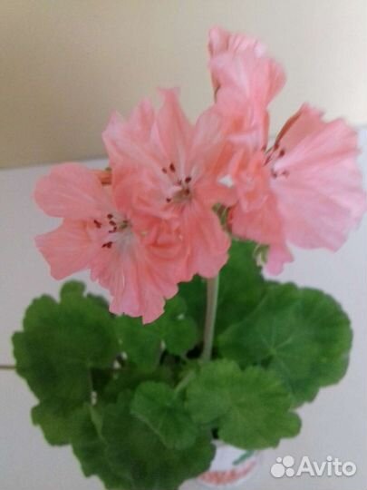 Эустома на срезку, черенки цветущие герани