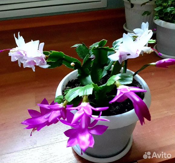 Бегония тигровая. Декабрист 2/1